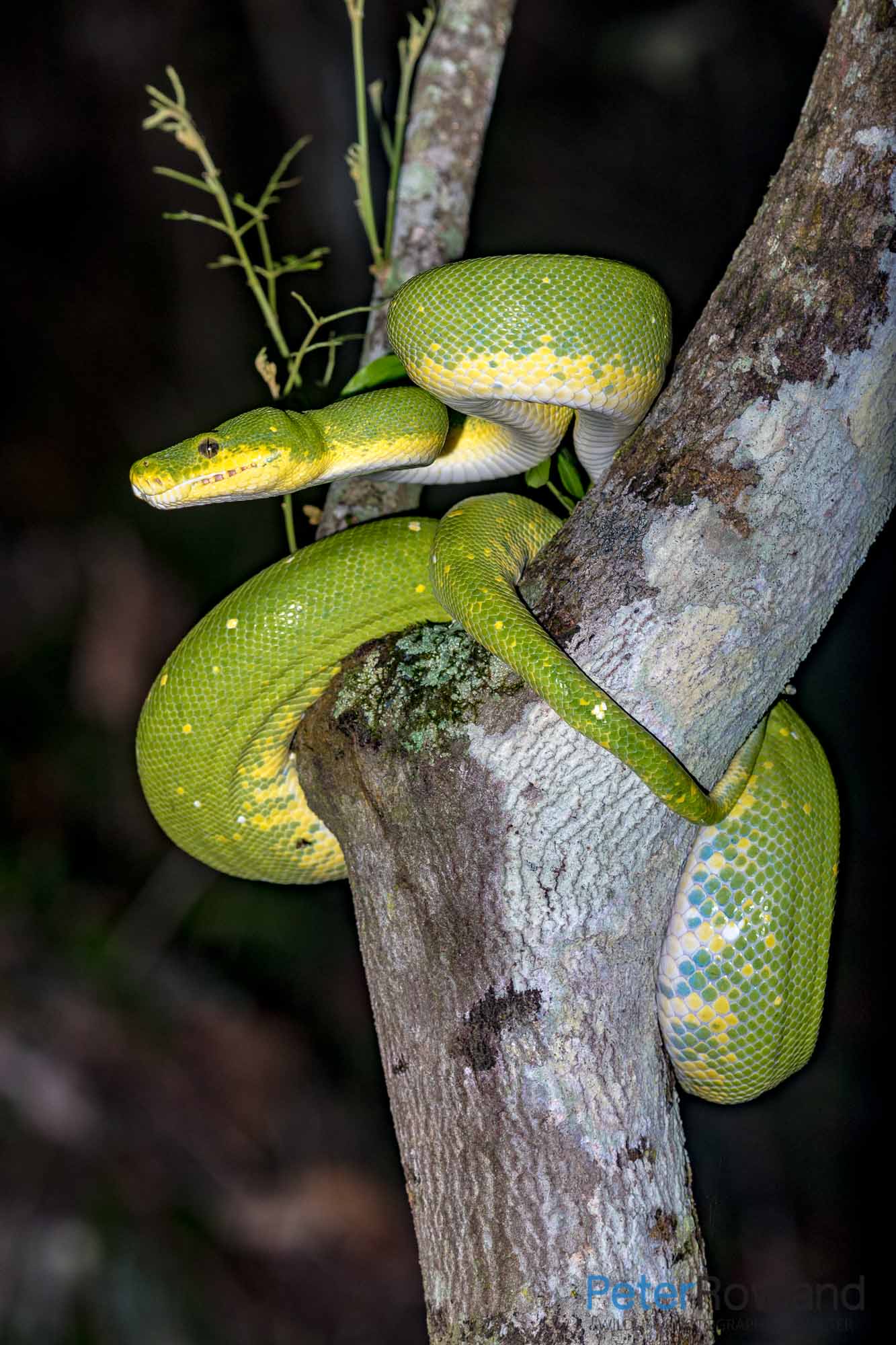 A Green Python curled around the trunk of a tree