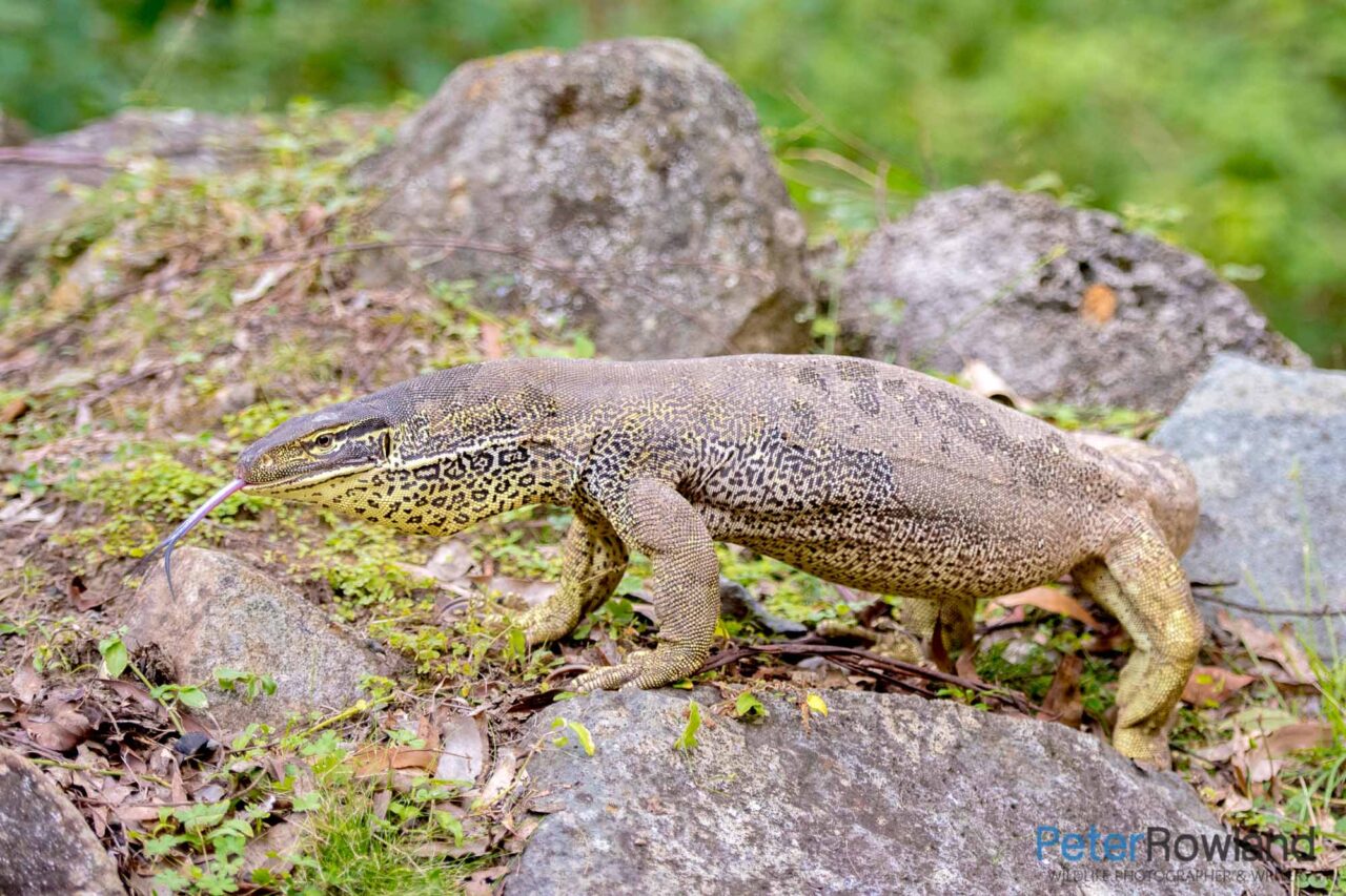 Yellowspotted Monitor Peter Rowland Photographer & Writer