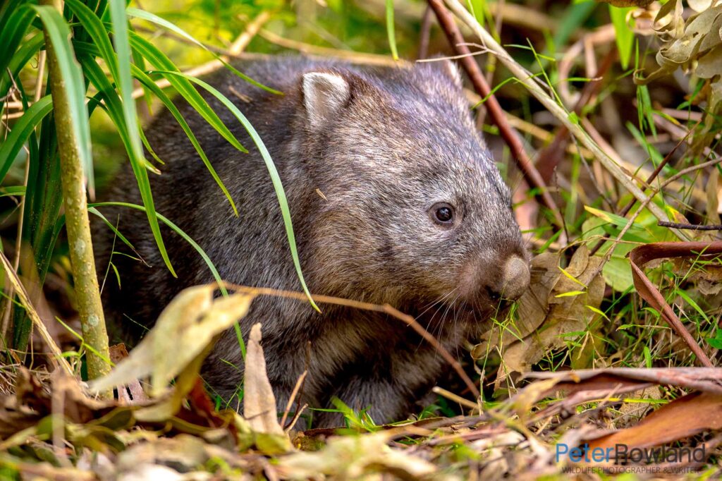 A Bare-nosed Wombat on the bush floor coming into a clearing