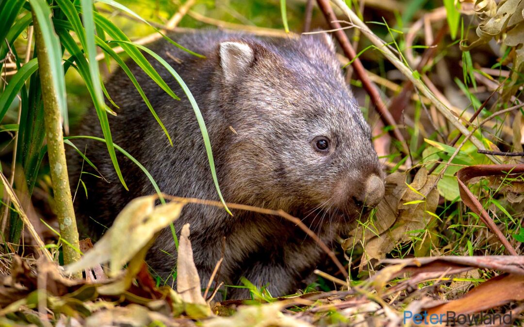 Common or Bare-nosed Wombat