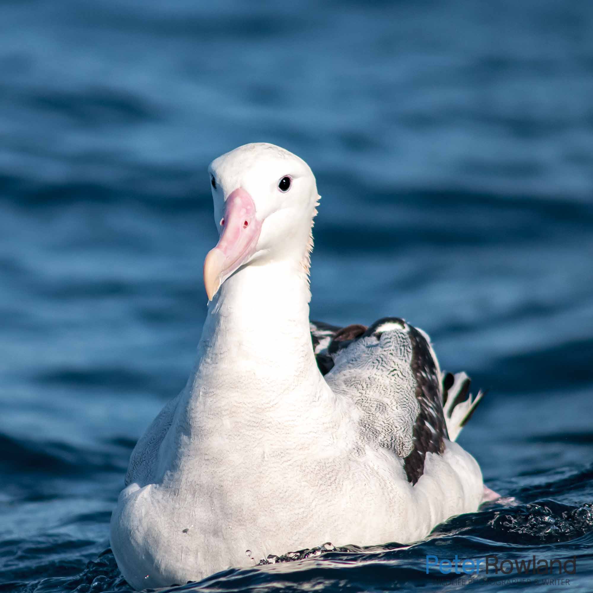 A Wandering Albatross swimming in open ocean
