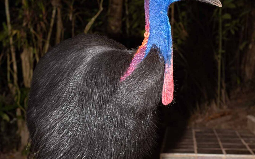 My First Southern Cassowary