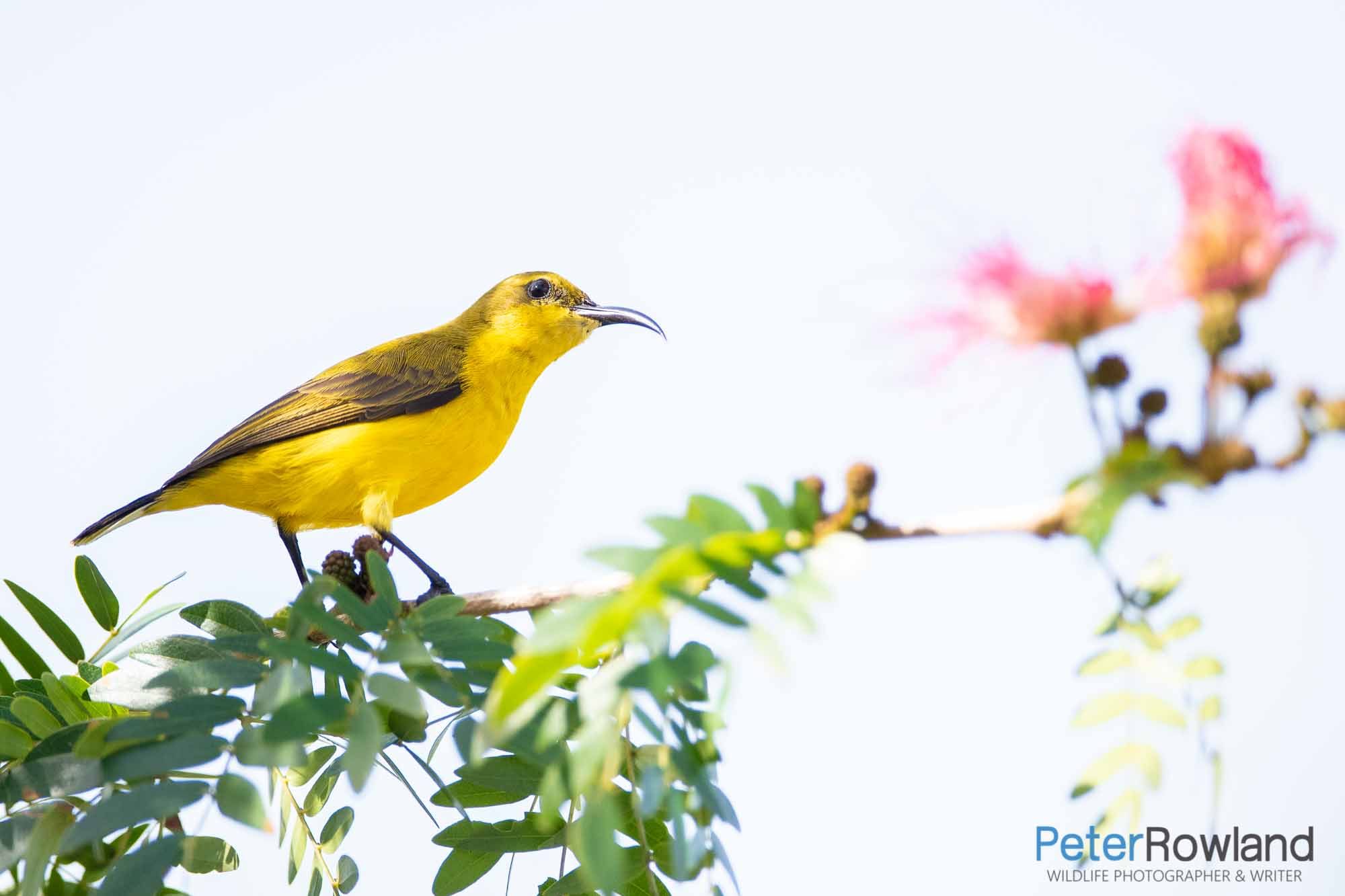 Female Olive-backed Sunbird perched on small branch amongst green and yellow leaves