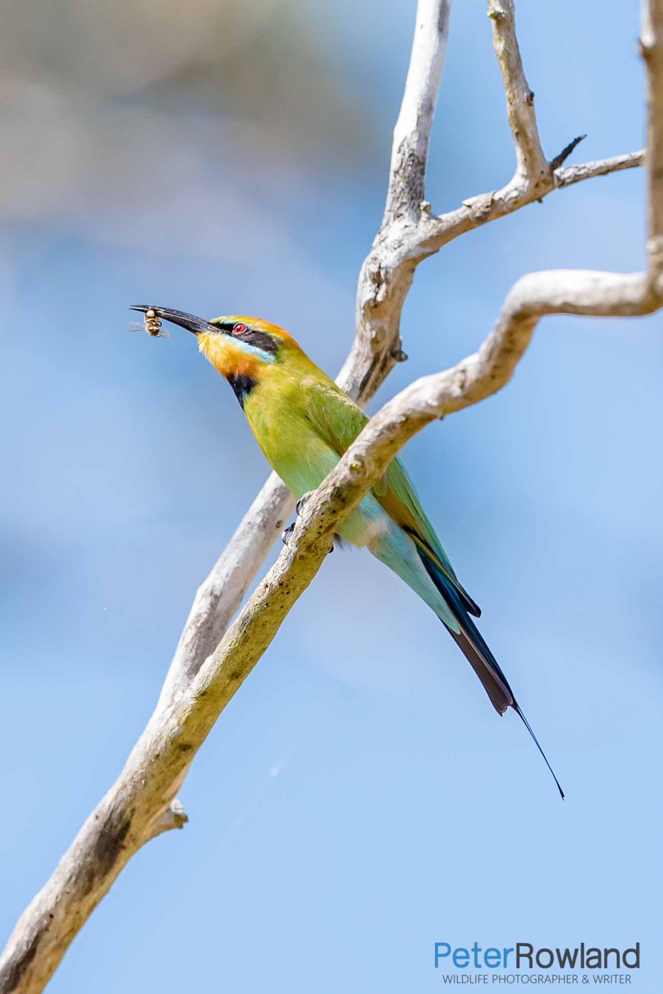 A Rainbow Bee-Eater with a freshly caught bee