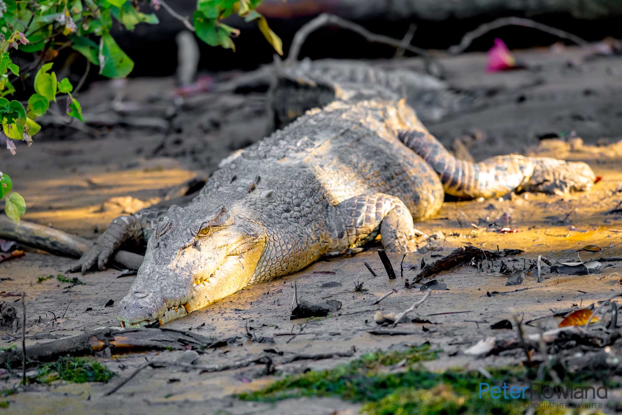 A female Saltwater or Estuarine Crocodile on a muddy bank in the mangroves