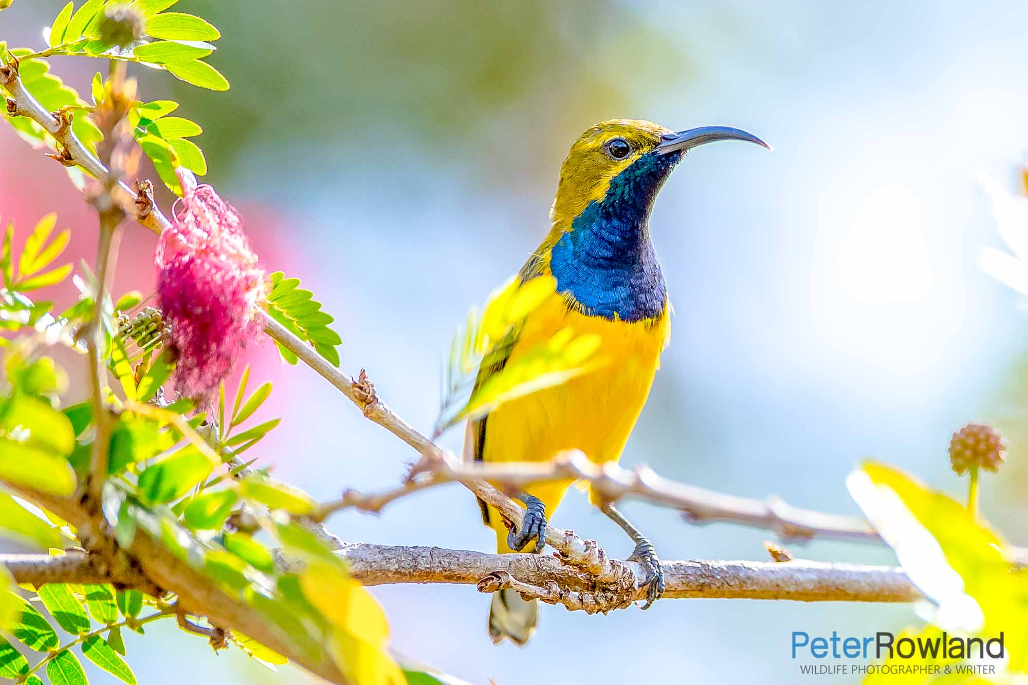 Male Olive-backed Sunbird perched on small branch amongst green and yellow leaves
