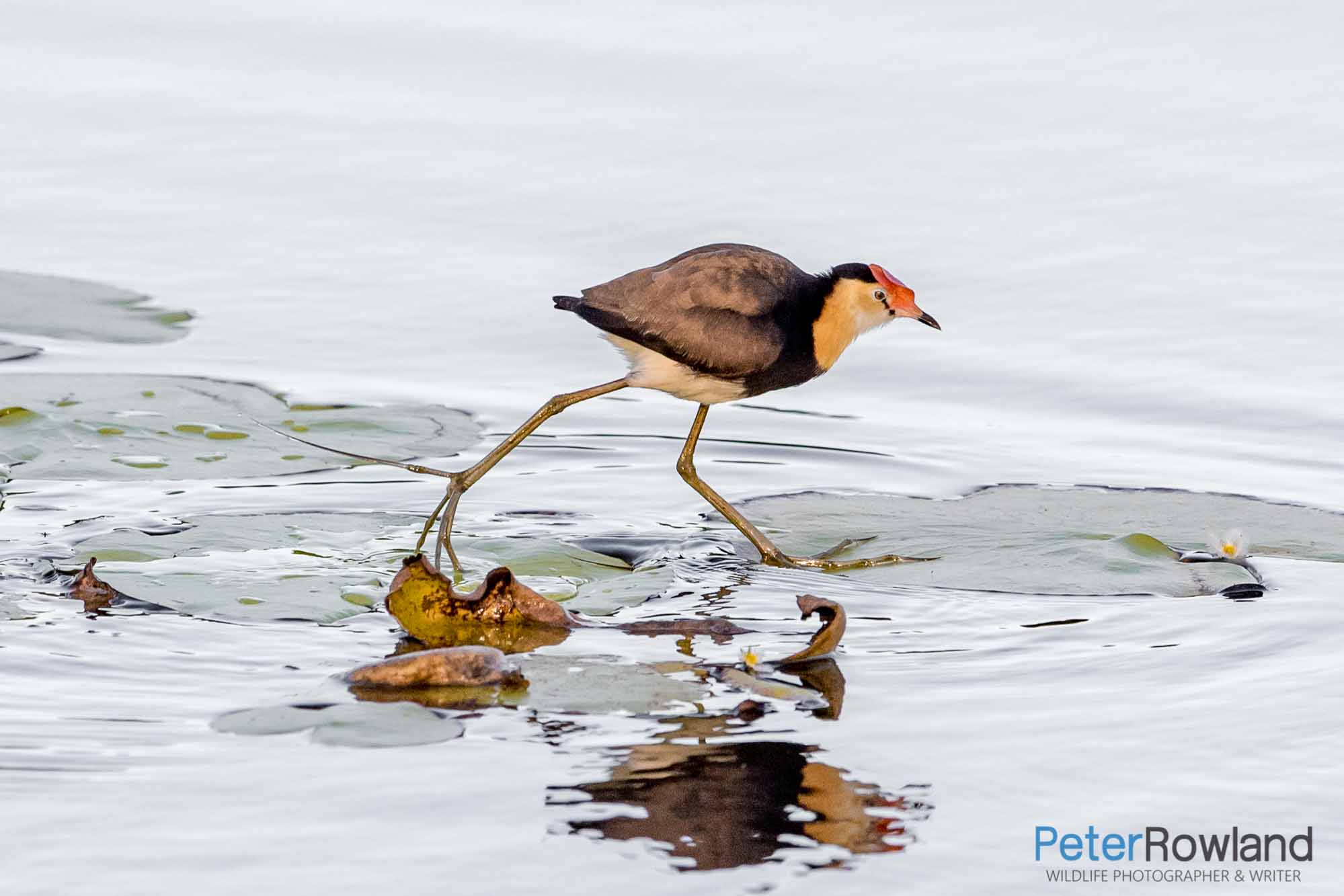 A Comb-crested Jacana walking on lily pads
