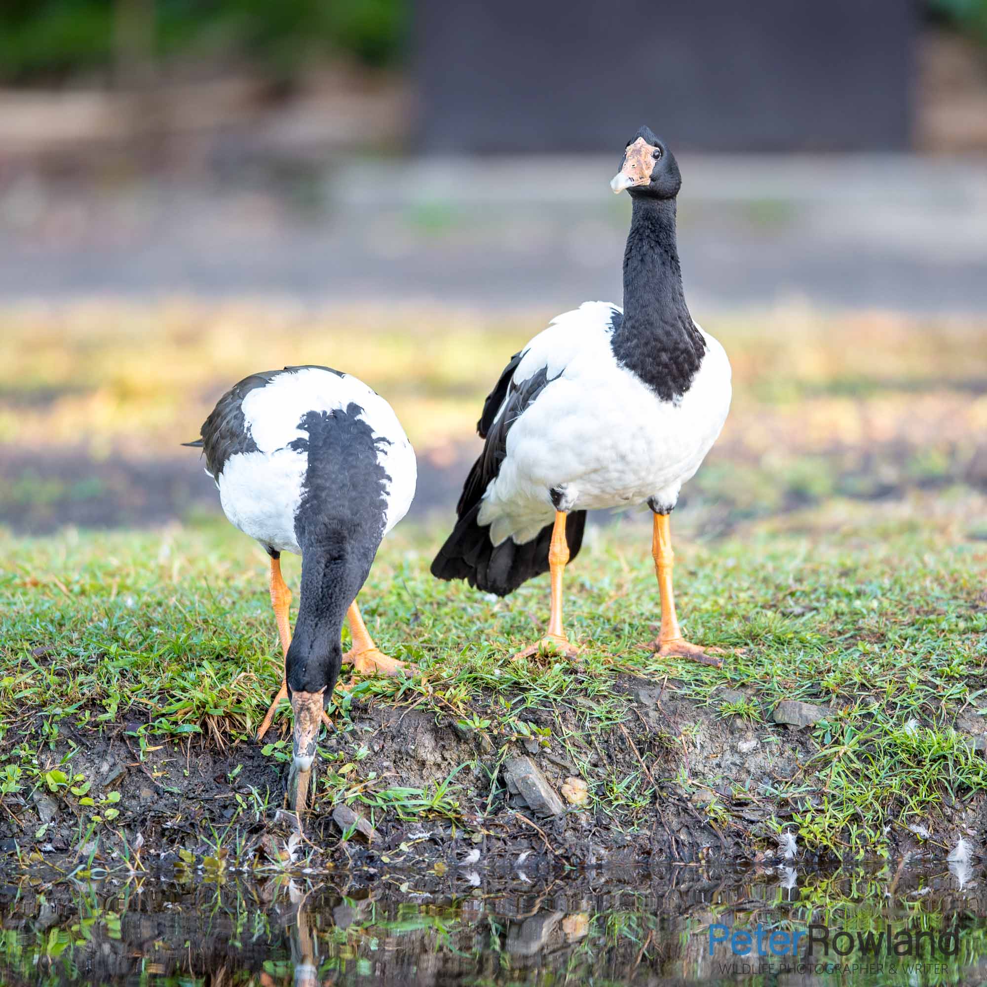 A pair of Magpie Geese standing on a grassy bank. [Photographed by Peter Rowland]