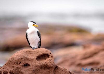 Little Pied Cormorant (Microcarbo melanoleucos) sitting on red-brown rock near ocean. [Photographed by Peter Rowland]