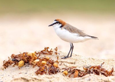 Plovers and Dotterels