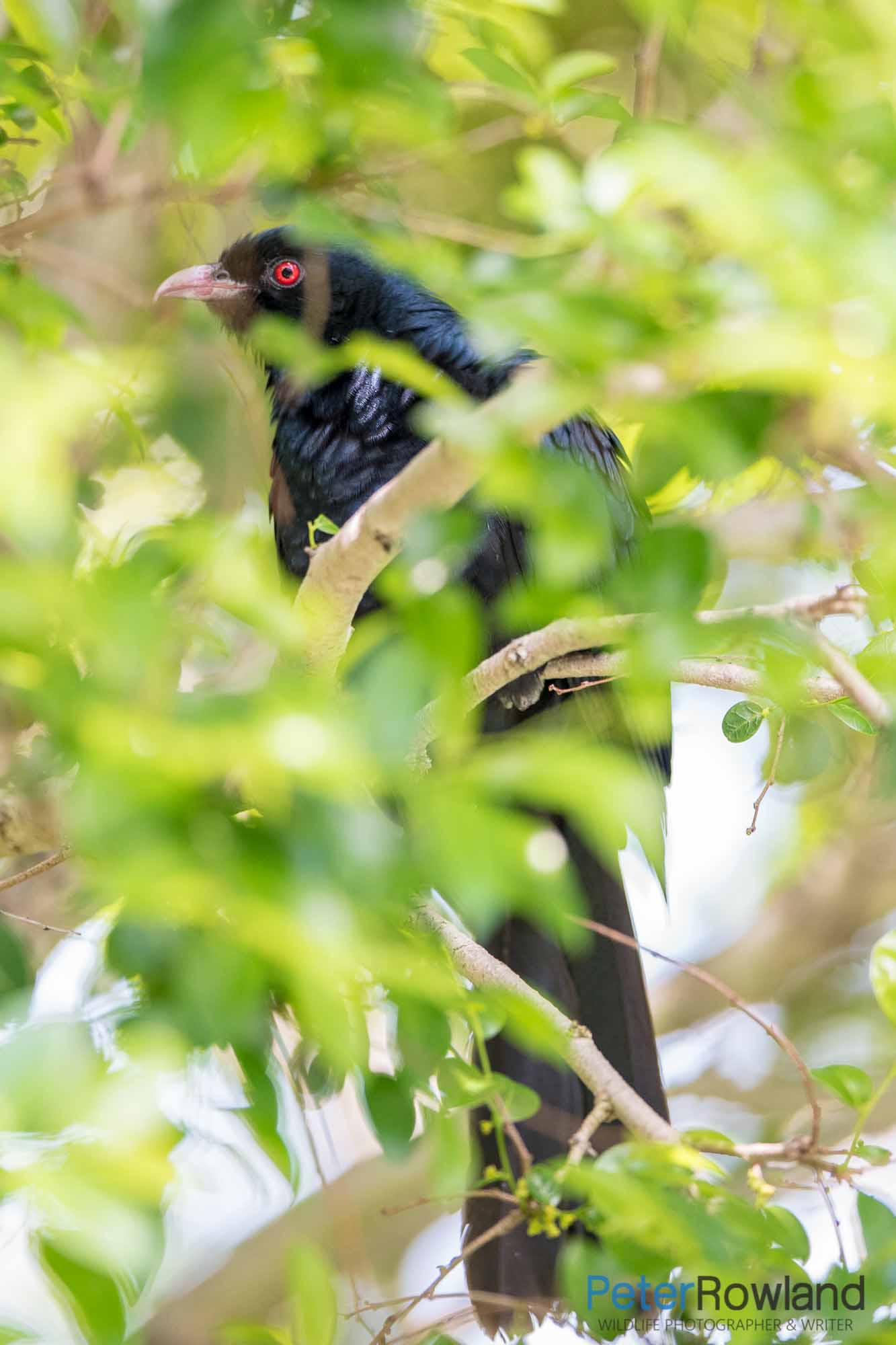 A male Common Koel concealed within foliage of a tree. [Photographed by Peter Rowland]