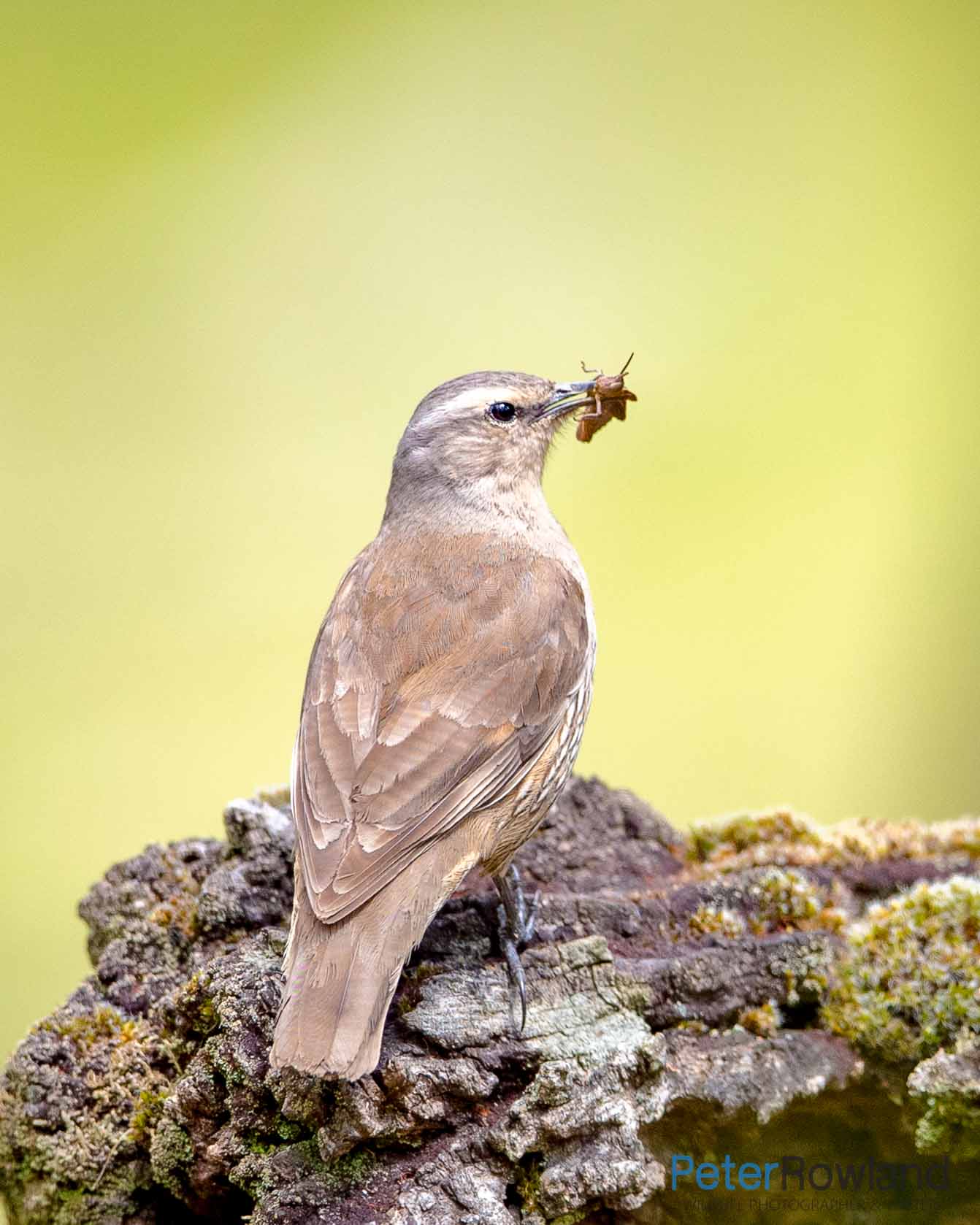 Brown Treecreeper perched on mossy log with grasshopper or cricket in its beak
