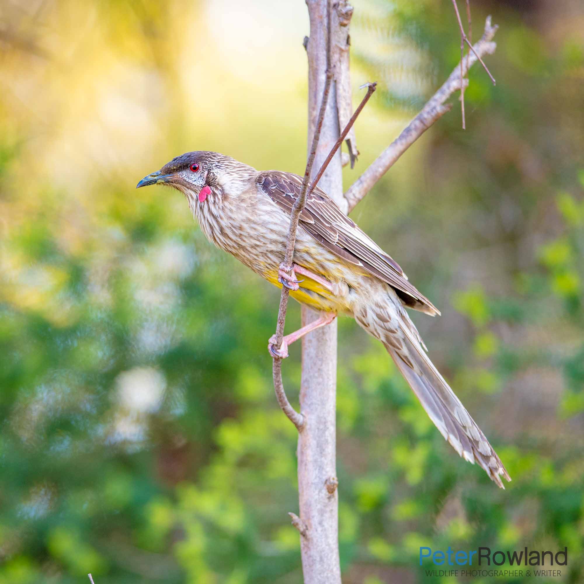 A Red Wattlebird, with red lores enlarged, perching on a thin branch