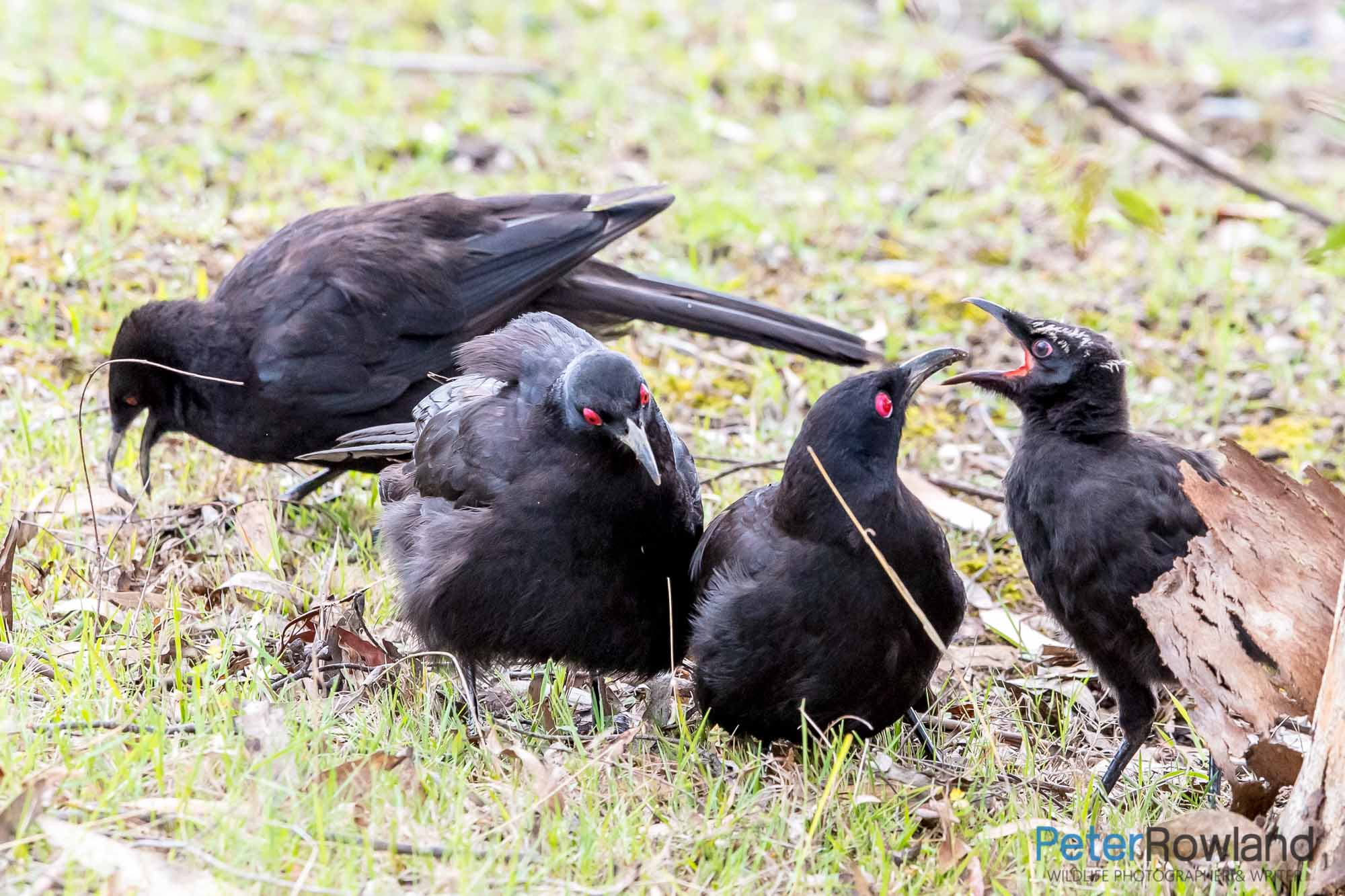 White-Winged_Chough group feeding young bird on the ground