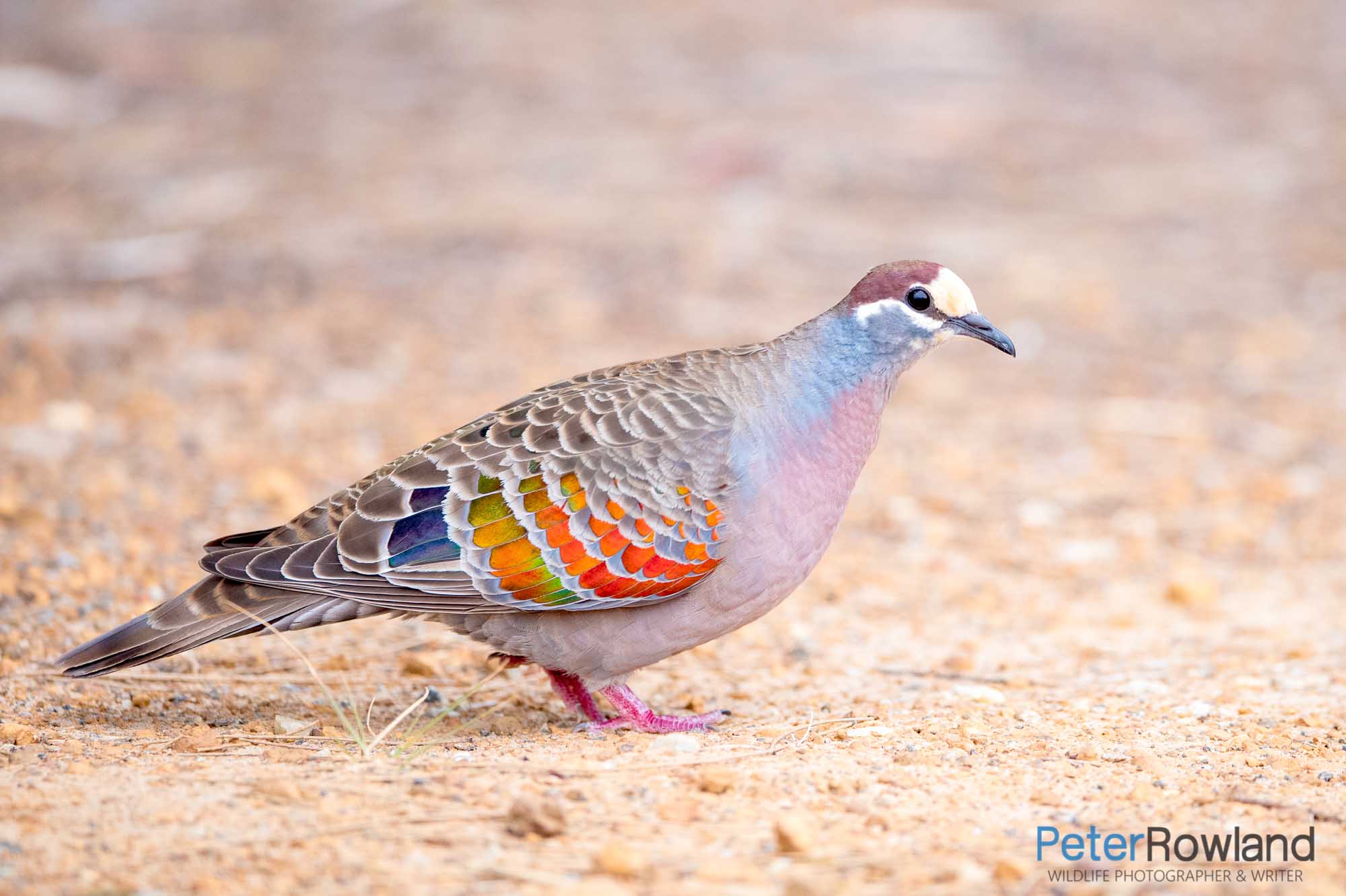 Common Bronzewing walking on bare ground by the side of a road