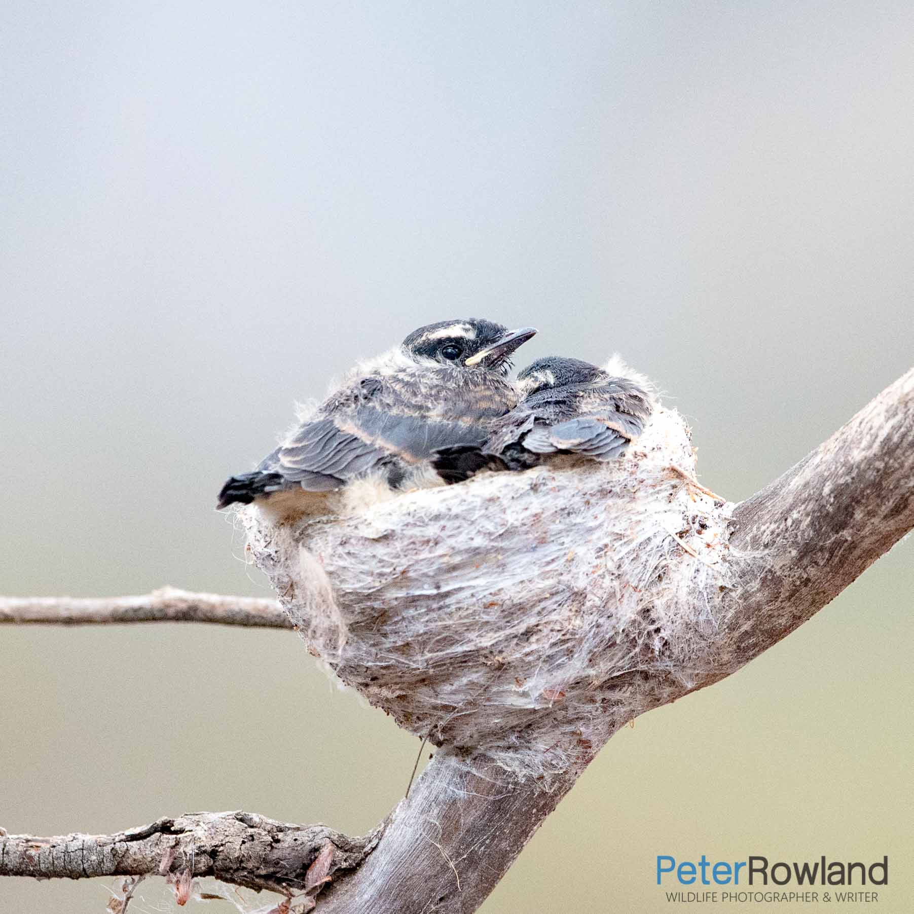 A Willie Wagtail nest with two nestlings