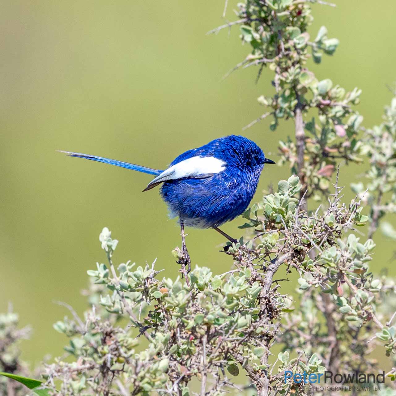 A male White-winged Fairywren perches at the top of a thorny bush