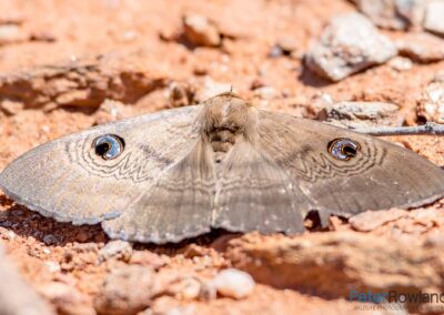 Southern Old Lady (Moon) Moth