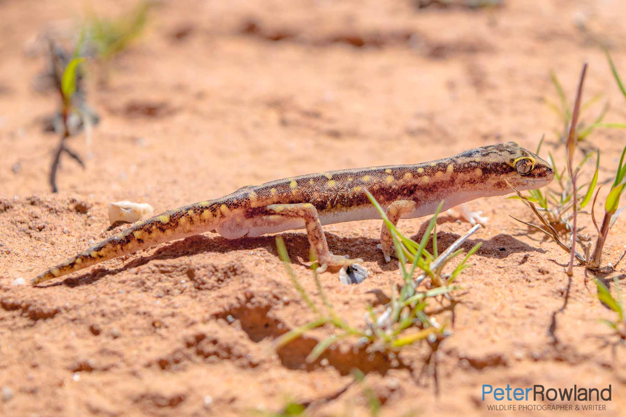 A Crowned Gecko on the sandy ground