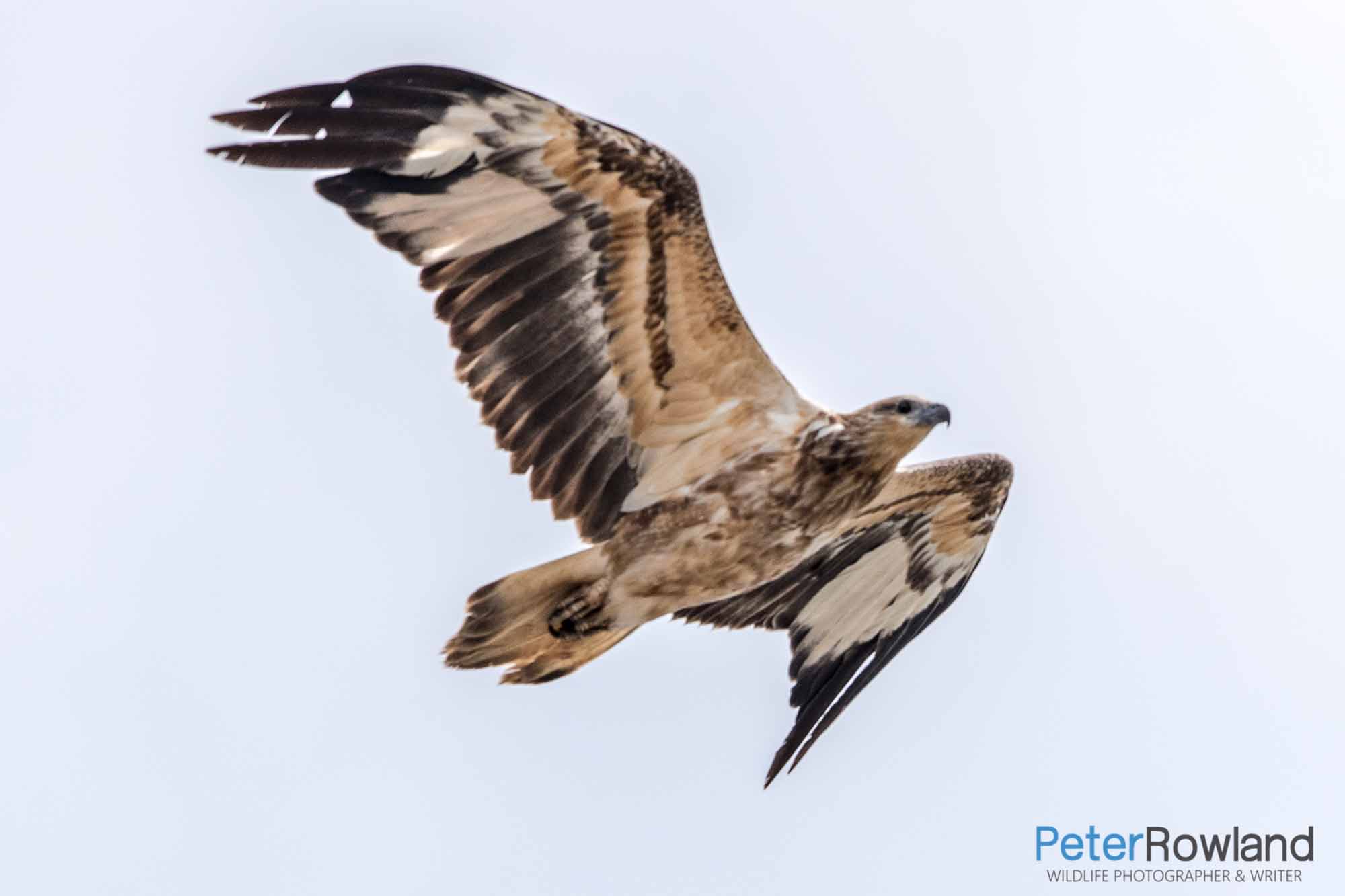 An immature White-bellied Sea-Eagle in flight