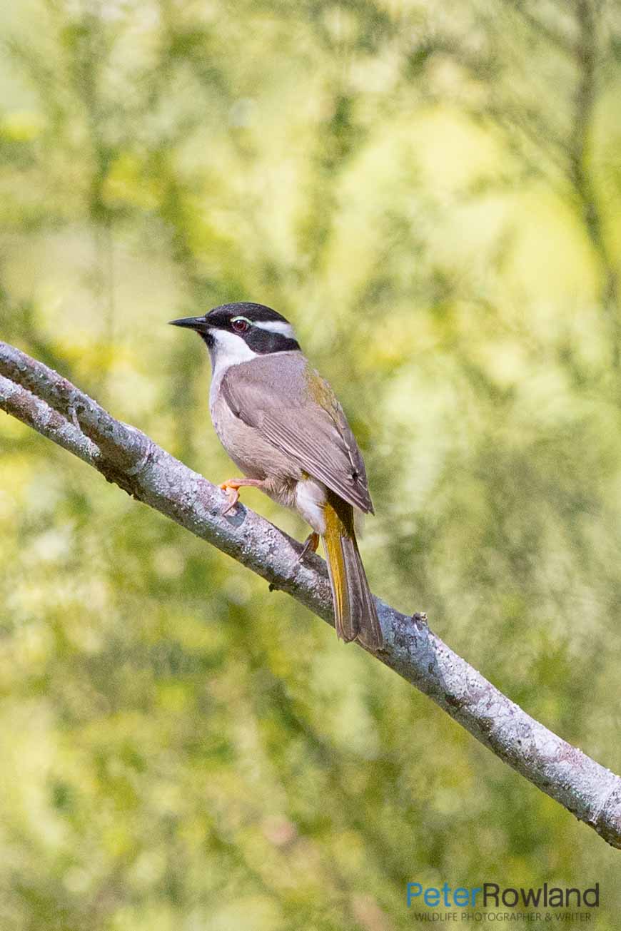 A Strong-billed Honeyeater perched on a bare tree branch