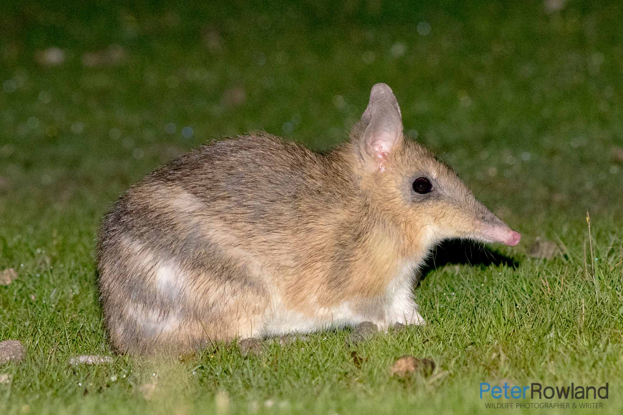 An Eastern Barred Bandicoot in a grassy clearing