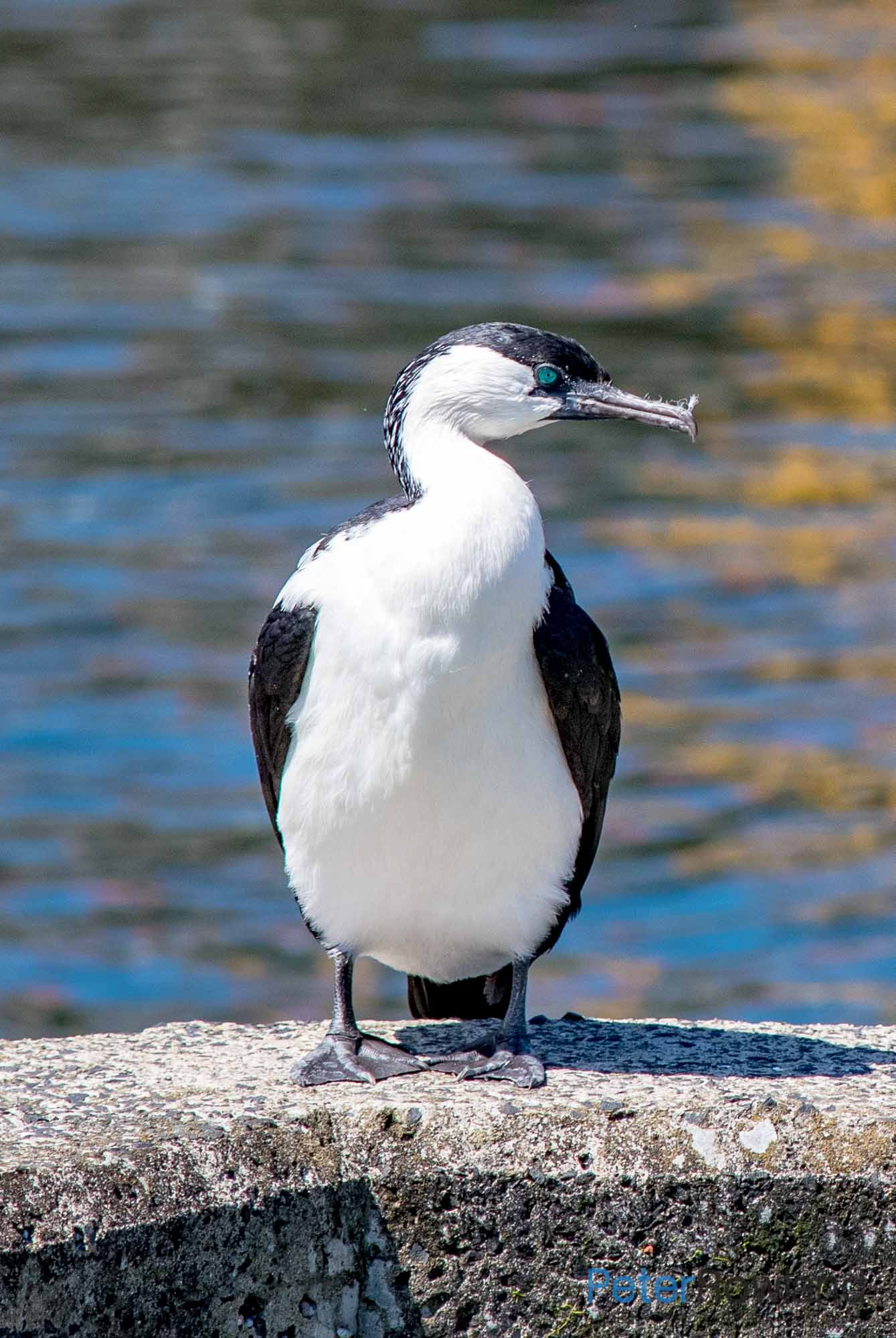A Black-faced Cormorant sitting on a harbour wall