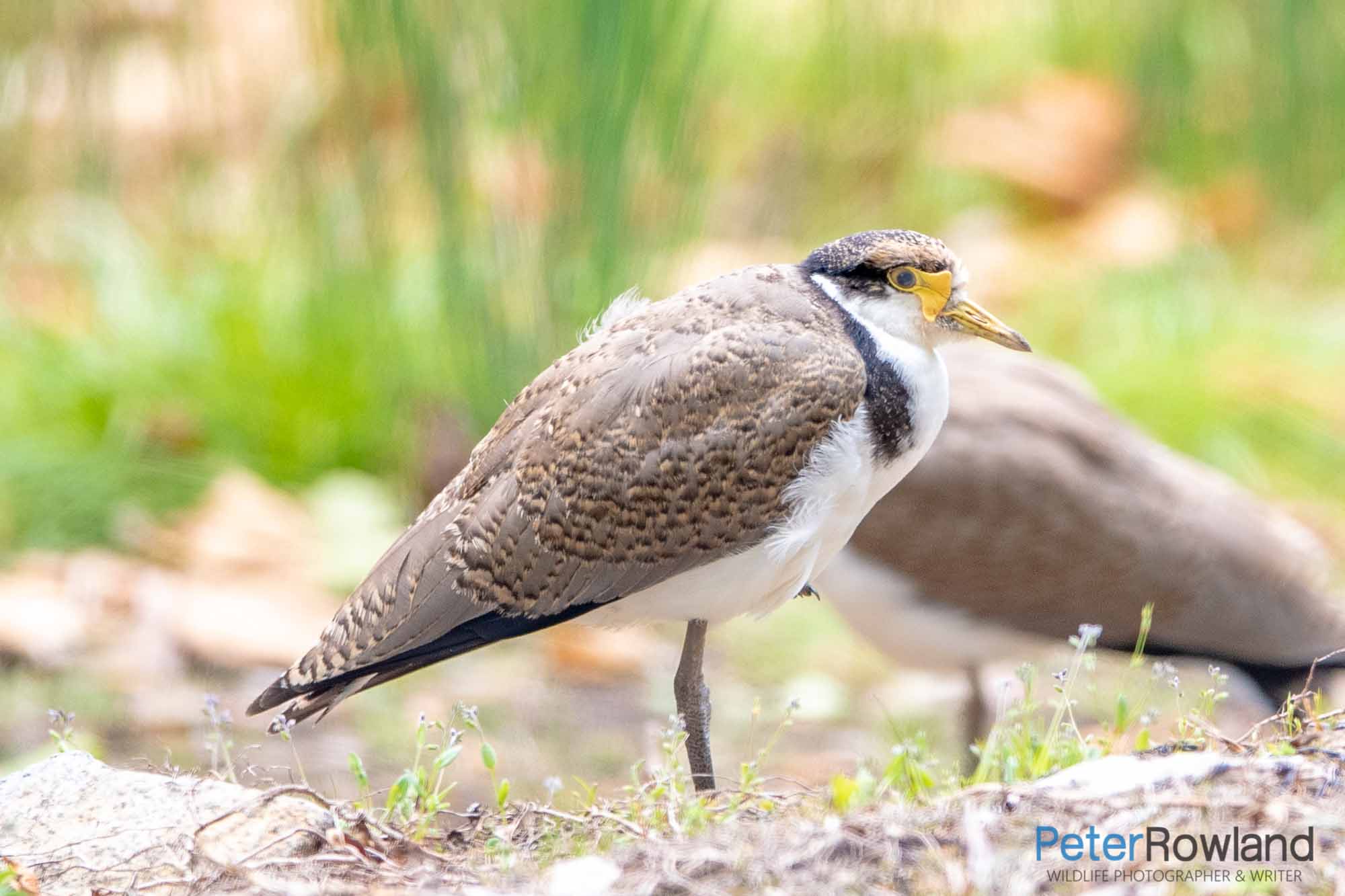 A young Masked Lapwing (northern subspecies) with a blend of young and adult plumage. [Photographed by Peter Rowland]