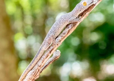 Golden-tailed Gecko