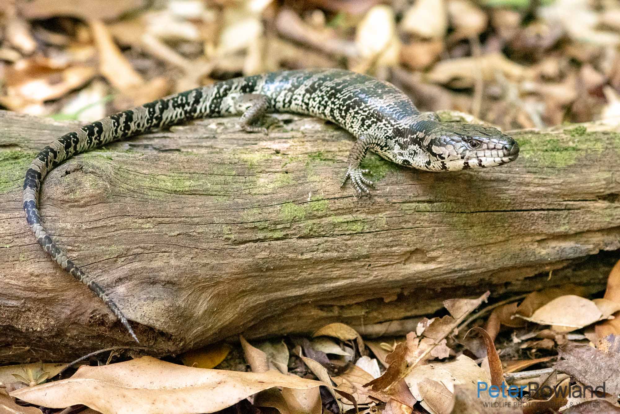 Pink-tongue Lizard climbing over a fallen tree branch on the forest floor. [Photographed by Peter Rowland]