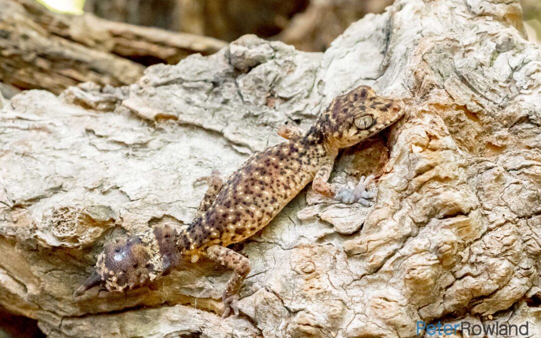 Border Thick-tailed Gecko