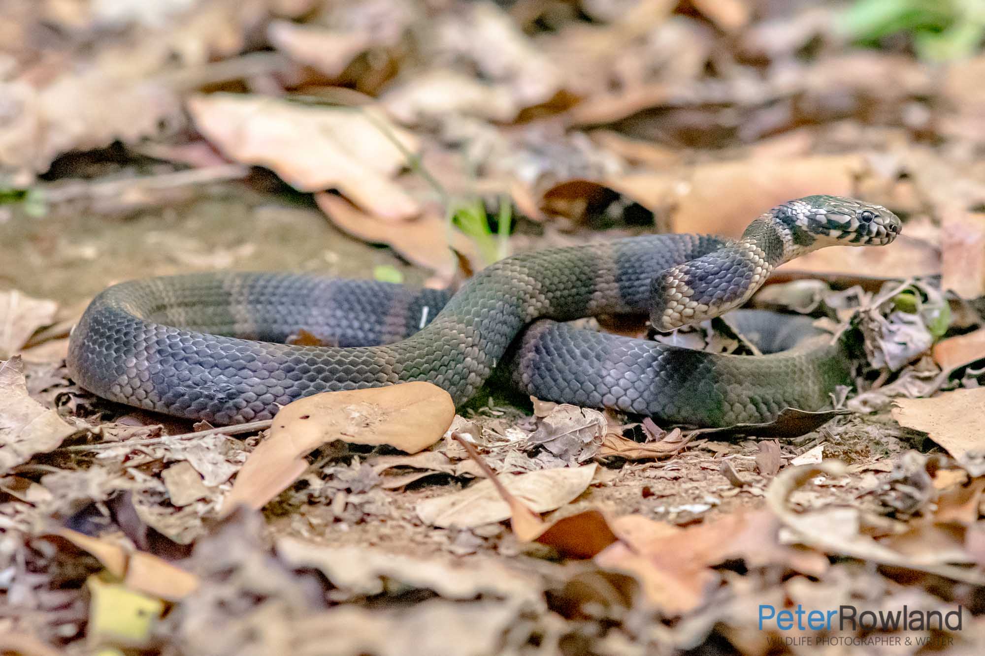 A Stephen's Banded Snake lightly coiled on the bush floor