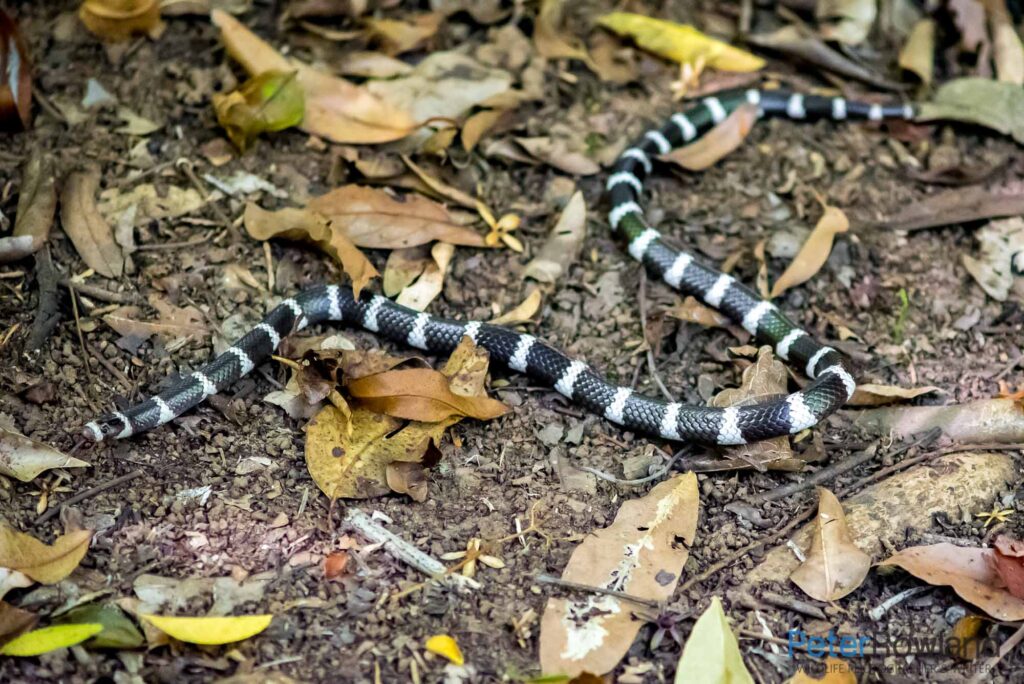 A Bandy-bandy slithering on ground