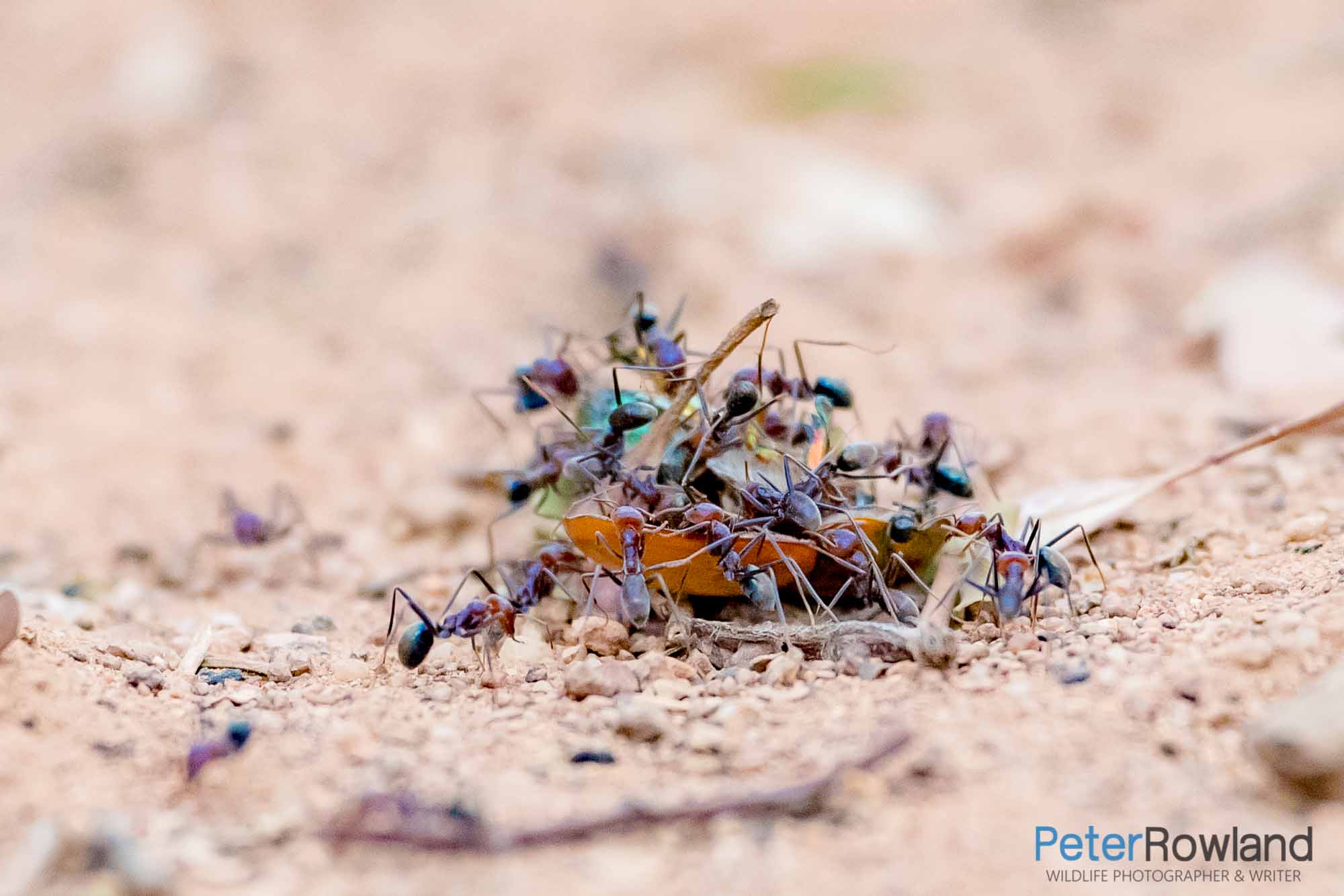 Meat Ants attacking a scarab beetle. [Photographed by Peter Rowland]