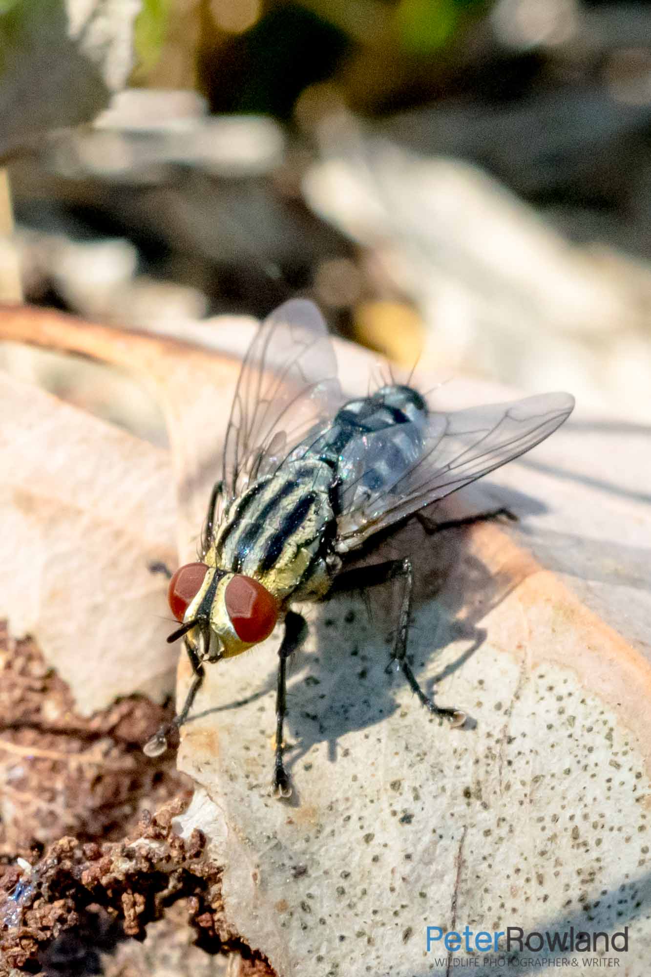 A Flesh Fly resting on a leaf
