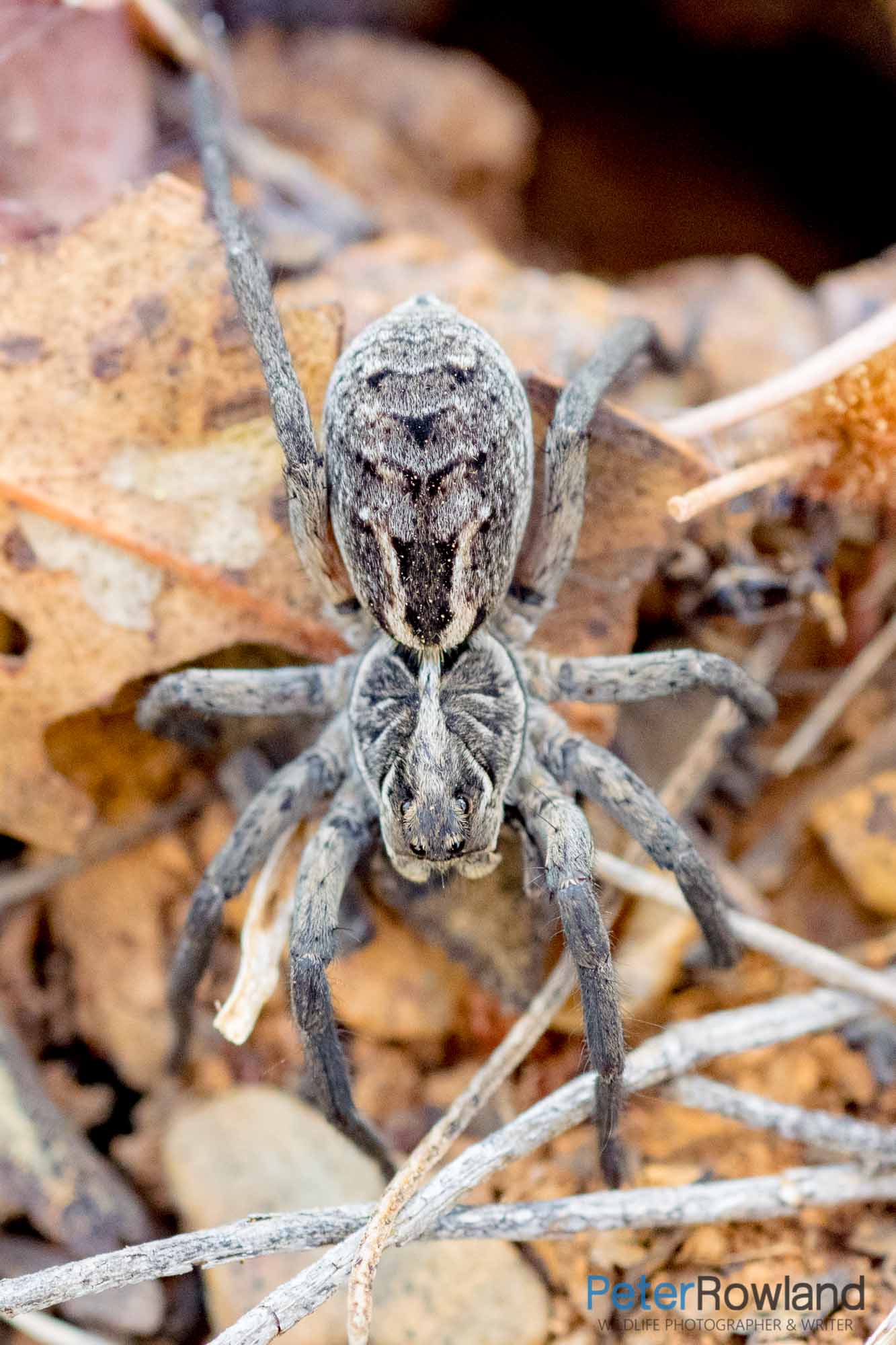A Garden Wolf Spider crawling out if its burrow on the leaf covered ground