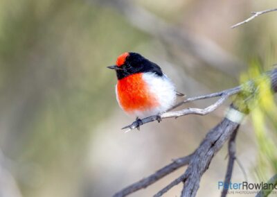 Male Red-capped Robin (Petroica goodenovii) perching on thin dead branch of tree. [Photographed by Peter Rowland]