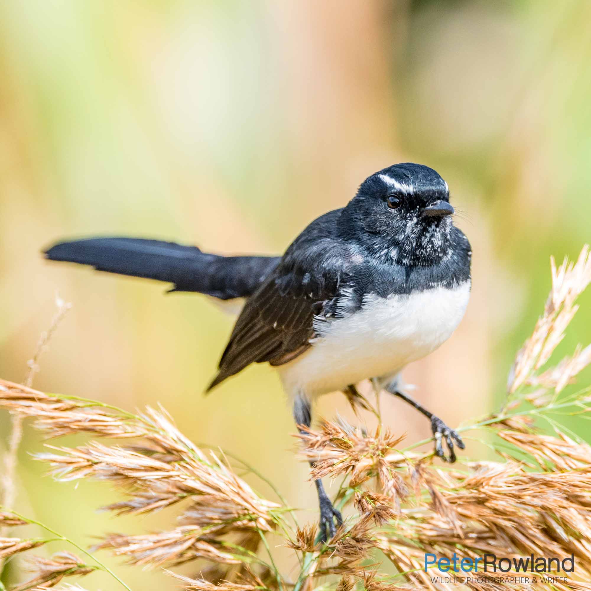 A Willie Wagtail perched on top of a bush