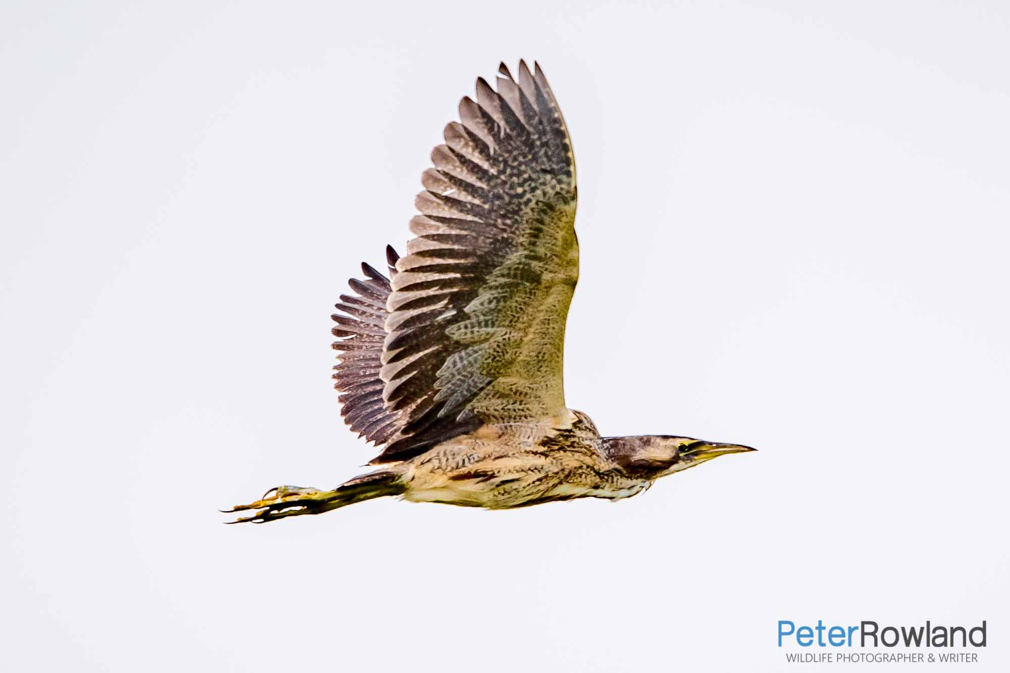 An Australasian Bittern in flight