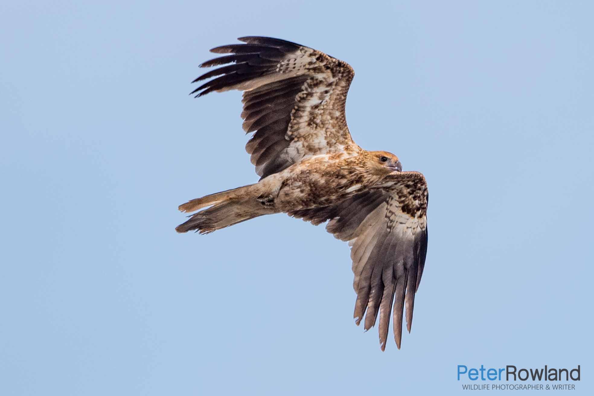 A Whistling Kite flying through the air showing its distinct underwing patters