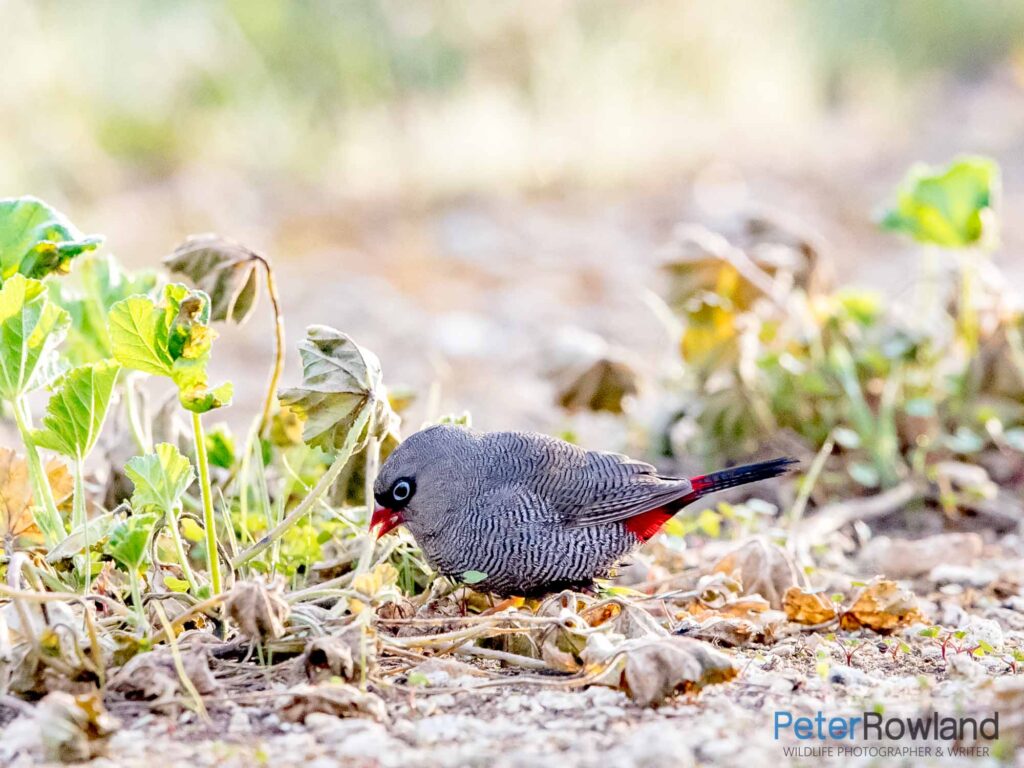 A Beautiful Firetail scouring the ground for food