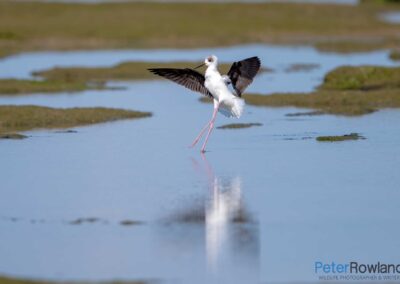 White-headed (or Pied) Stilt (Himantopus leucocephalus) coming in to land in shallow wetland with wings outstretched and reflection in water. [Photographed by Peter Rowland]