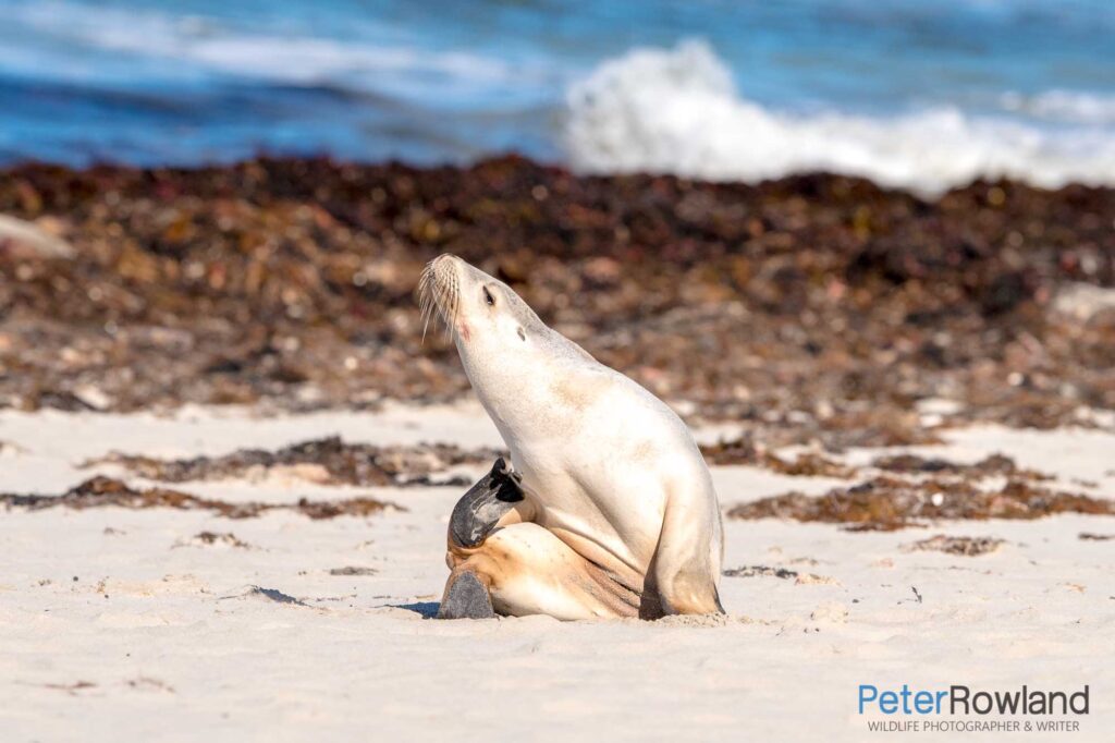 Australian Sea-lion scratching itself with its rear flipper on sandy beach