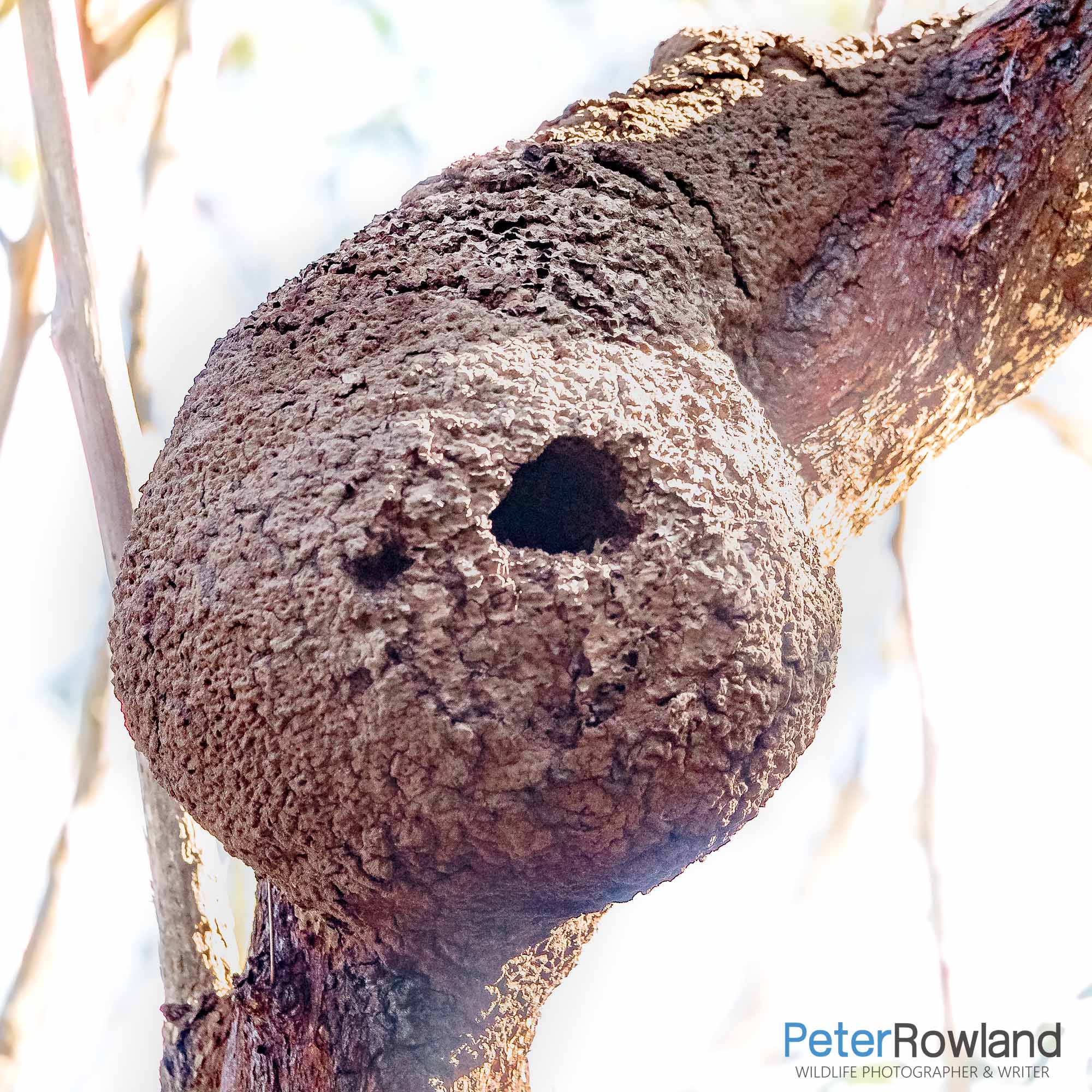 An Arboreal Termite mound with a bird nest hole in it
