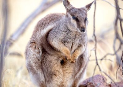 Black-footed Rock-wallaby