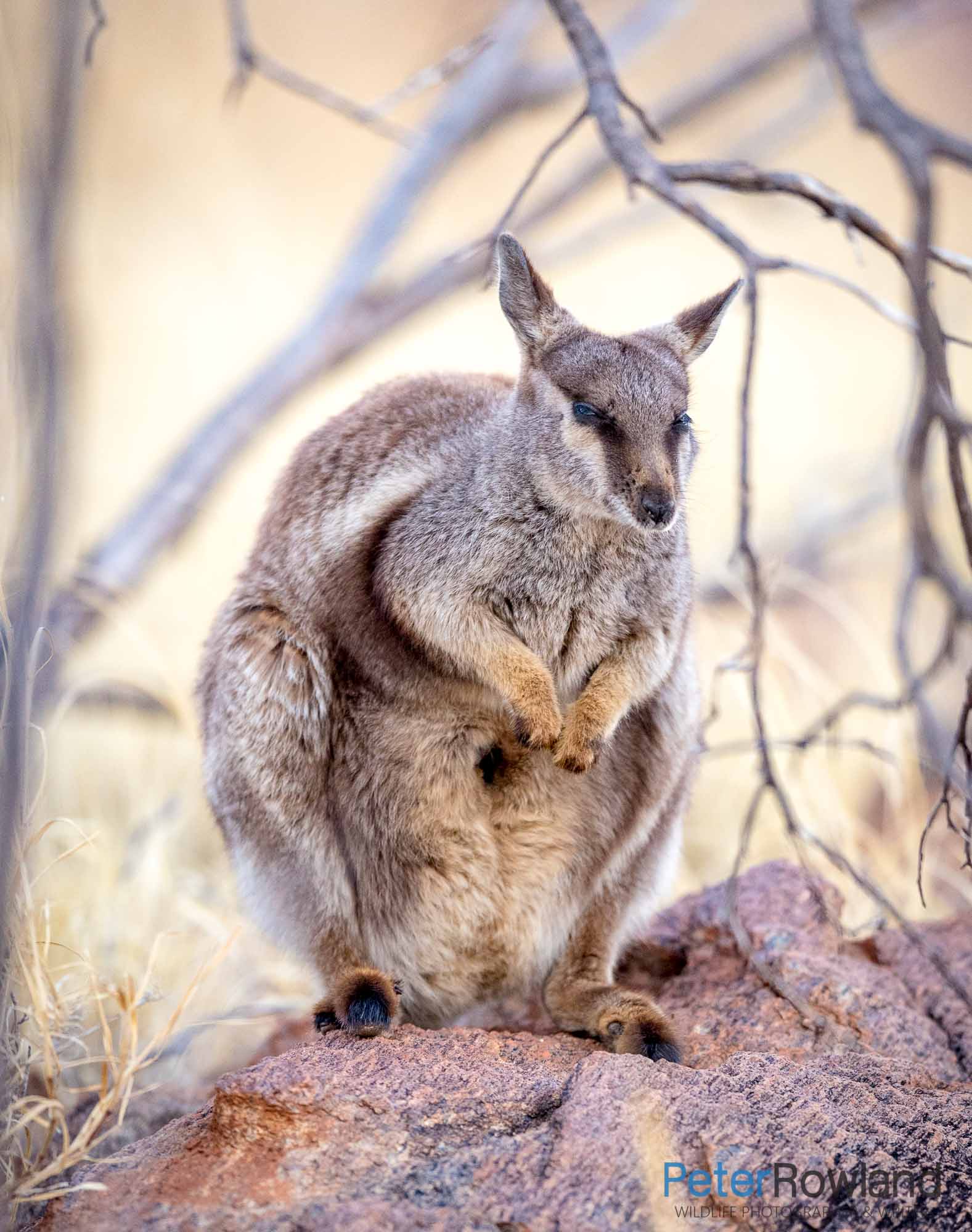 A Black-footed Rock-Wallaby sitting on a rocky outcrop