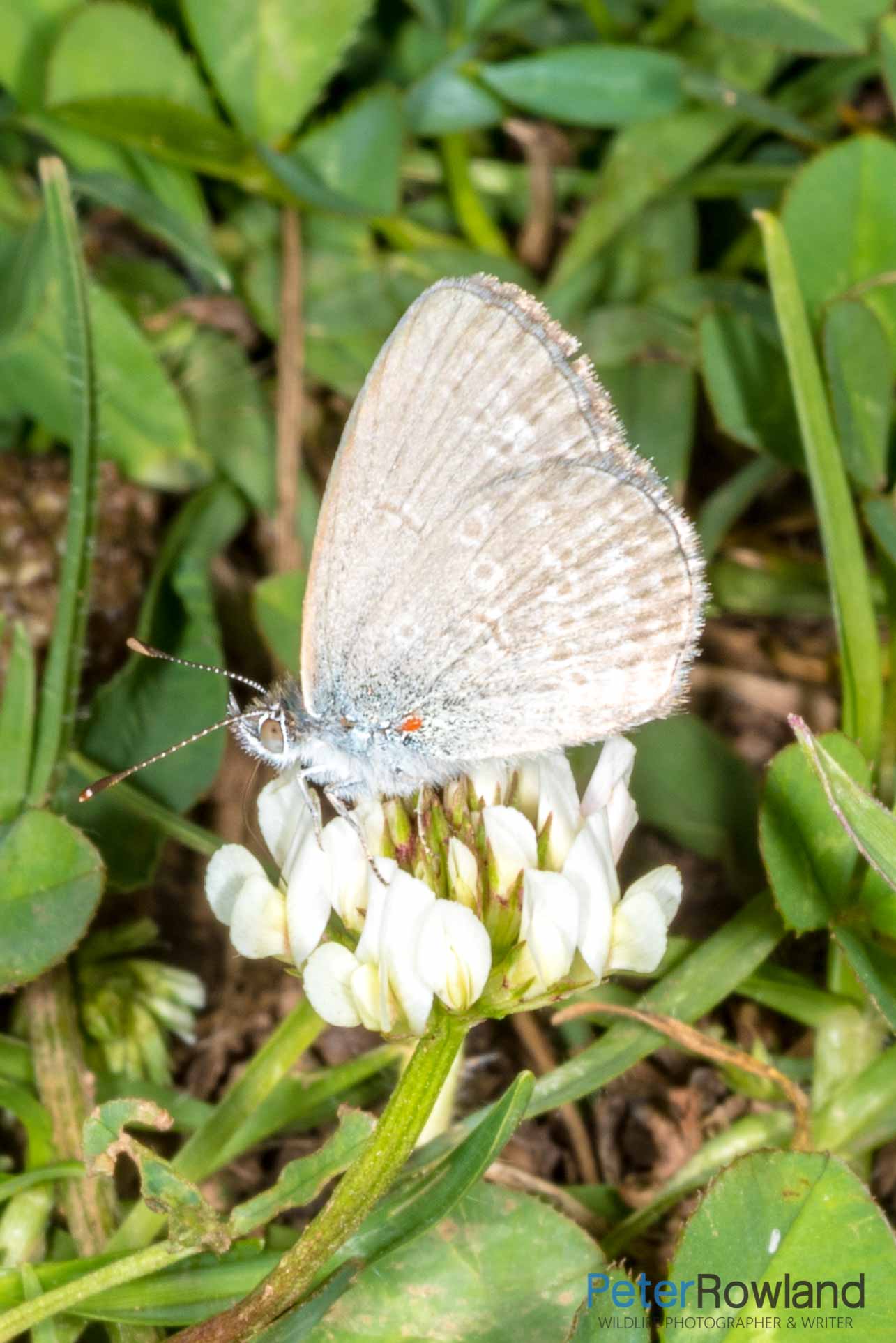 A Common Grass-blue butterfly perching of a white clover flower