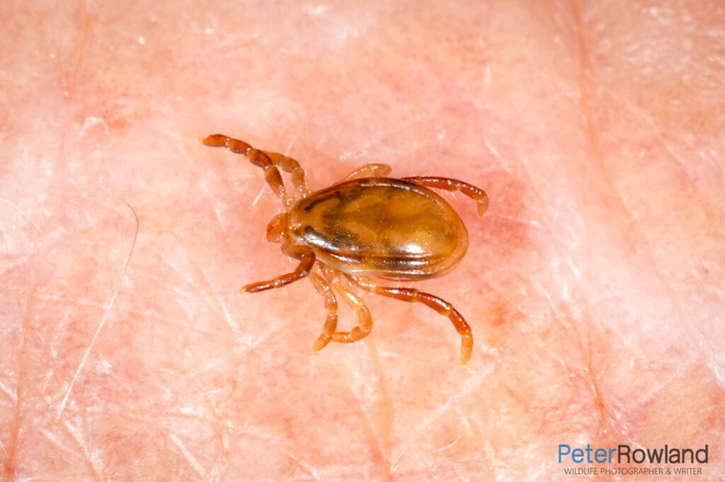 Australian Bush or Paralysis Tick crawling on the back of a hand