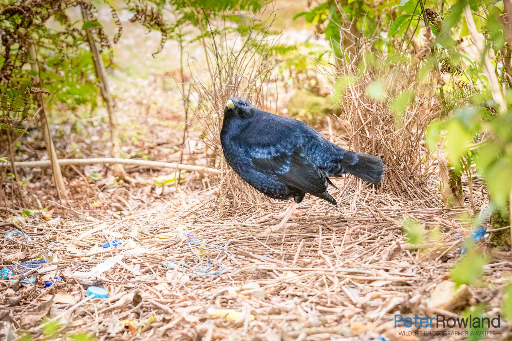 A Satin Bowerbird in it's Bower with assorted blue decorations