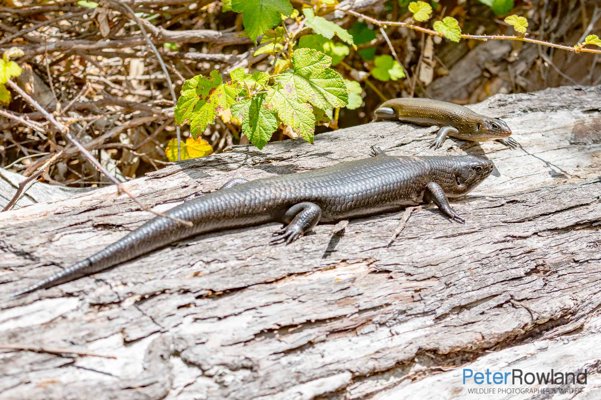 A mature and a young Land Mullet basking on a fallen log